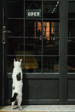Curious Cat